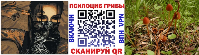 Купить закладки  Ставрополь  Галлюциногенные грибы Cubensis 